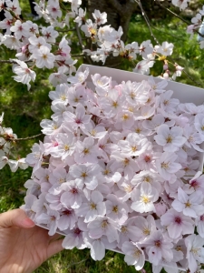 桜のレイ作りを行いました